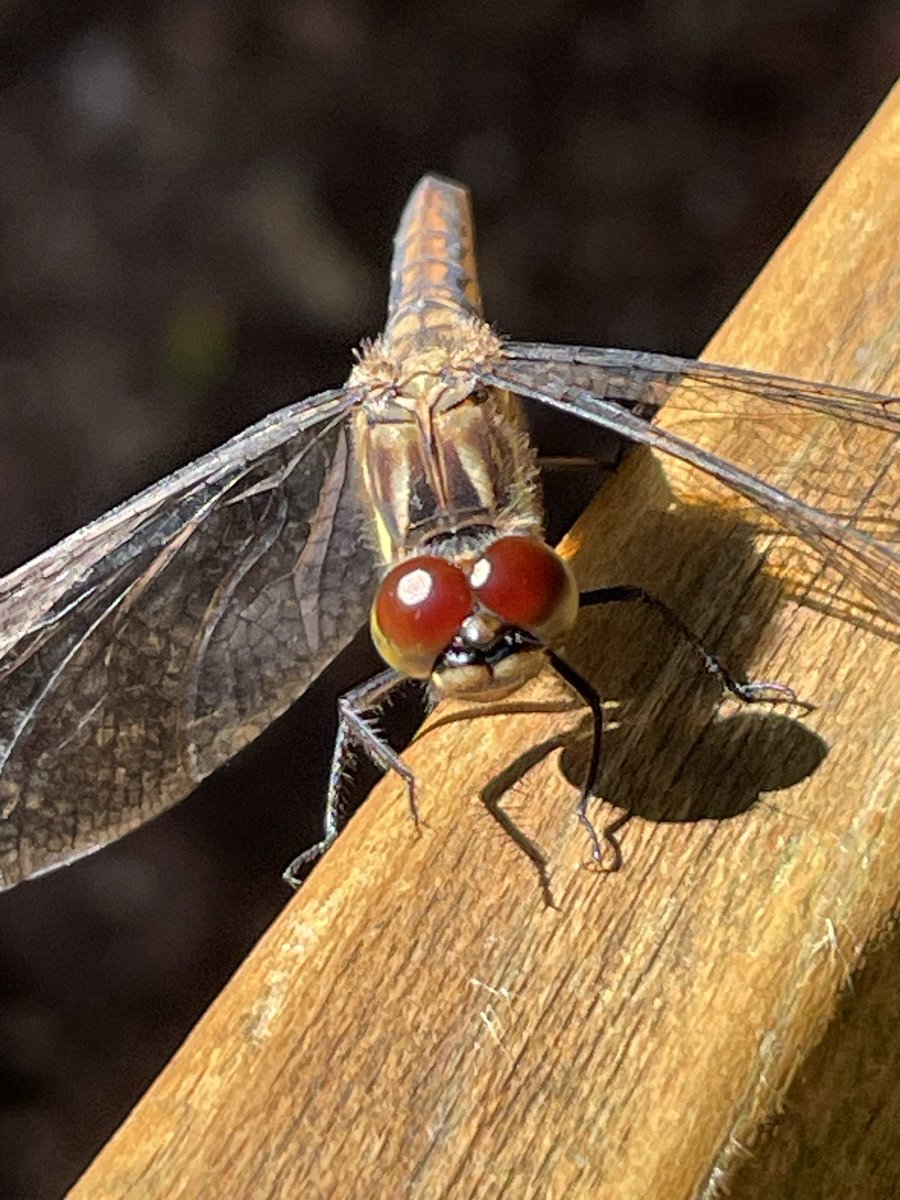 Kirakuboh's tweet photo. Part 100
HealingTime
Kappa river imp
Owl eyes from web
Toad eyes
Dragonfly eyes
癒しの時
河童
赤ちゃん梟の目 webより
蝦蟇の目
トンボの目 https://t.co/lCZ3tTJONi