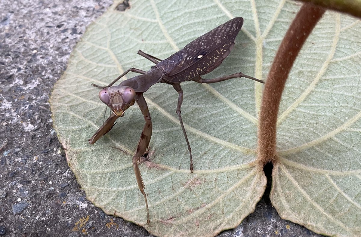 r_greyH9's tweet photo. 「…どうして…?」と言ってるカマキリ。
びっくり顔と、上目遣い顔。
　
…脅かしてゴメン😅
　
　　2026.10.4  15:50 同時遭遇 https://t.co/tczKHtQL5P
