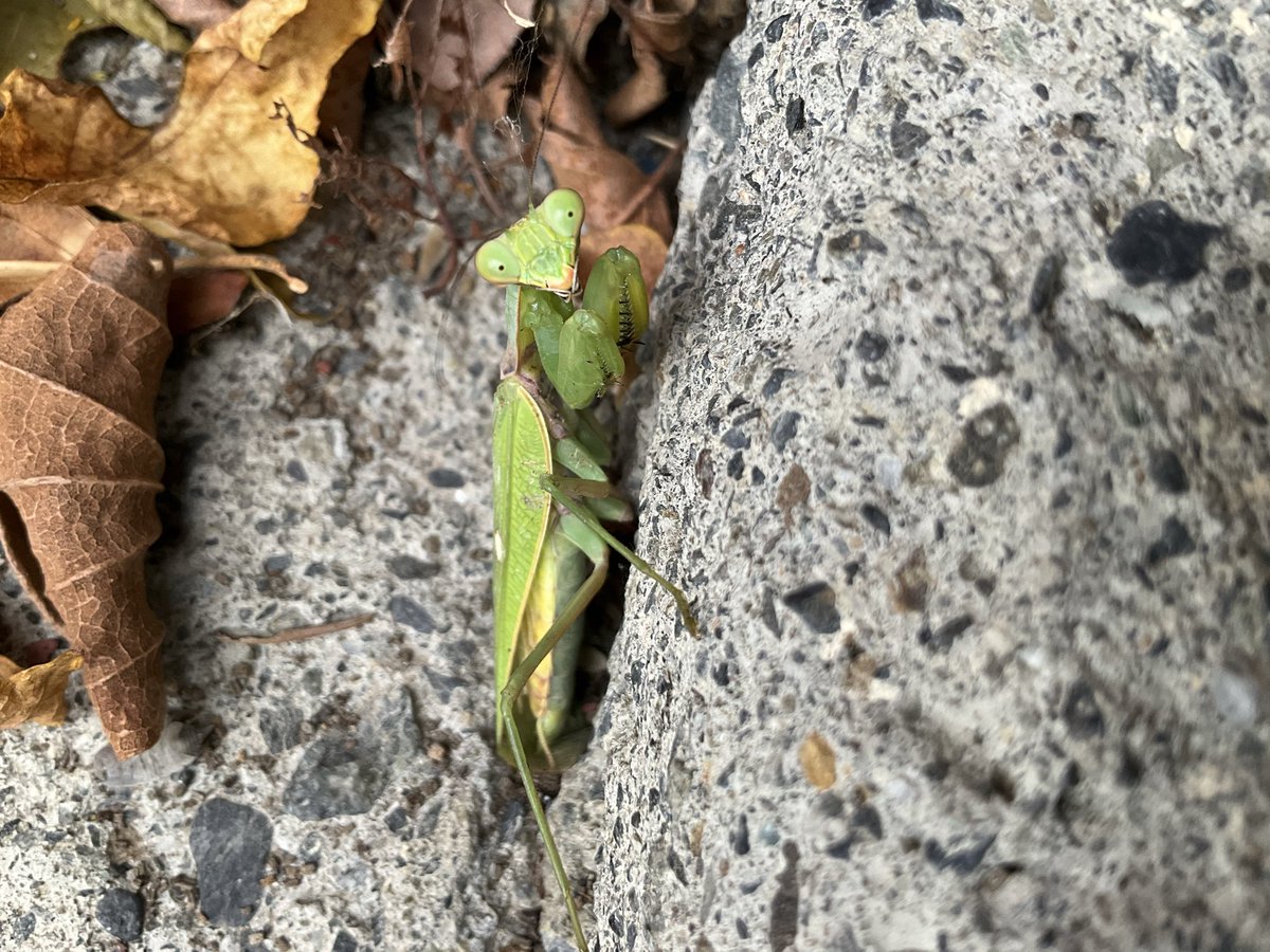 r_greyH9's tweet photo. 「…どうして…?」と言ってるカマキリ。
びっくり顔と、上目遣い顔。
　
…脅かしてゴメン😅
　
　　2026.10.4  15:50 同時遭遇 https://t.co/tczKHtQL5P