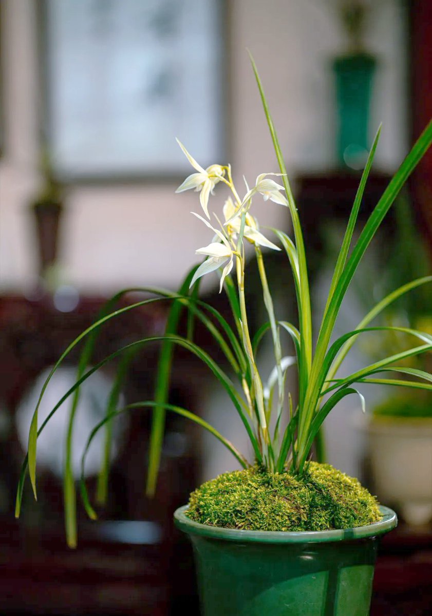 kujdv46377627's tweet photo. The orchid branch swayed gently as I stood at the windowsill, my mind not clouded, but free of any heavy, lingering pressure that once felt like a stagnant, awkward mass. https://t.co/5YkN18ehMA