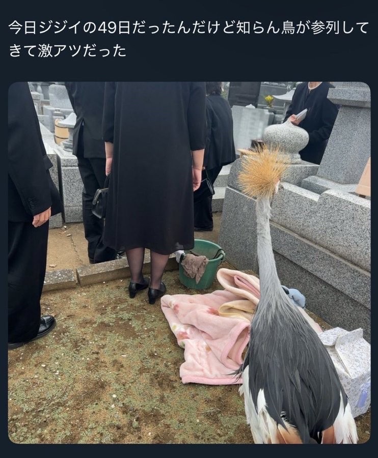 madaomoshiroi's tweet photo. このツイートまだ面白い https://t.co/igX3vEi9re