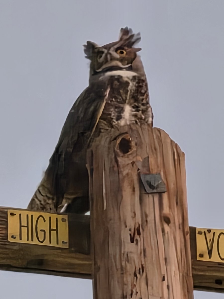 gregcroc's tweet photo. Guess hoo-hoo is back? The great horned owl who lives in my garden. https://t.co/JBPnJWyzWC
