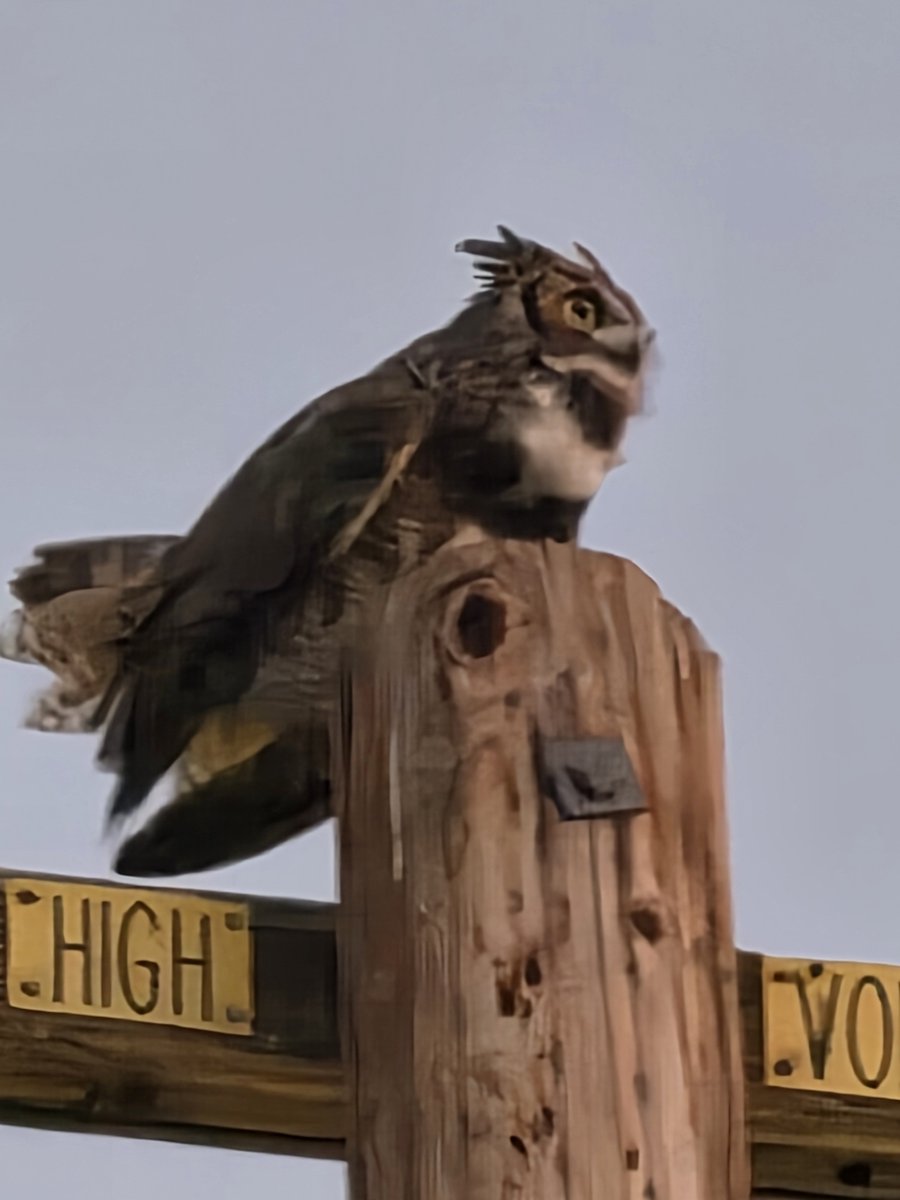 gregcroc's tweet photo. Guess hoo-hoo is back? The great horned owl who lives in my garden. https://t.co/JBPnJWyzWC
