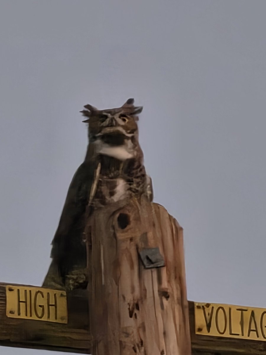 gregcroc's tweet photo. Guess hoo-hoo is back? The great horned owl who lives in my garden. https://t.co/JBPnJWyzWC