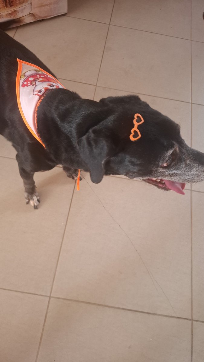 Rafavilharnos's tweet photo. LUNNA voltando do PetShop haha ✨️❤️✨️ #cachorra #lunna #rj #riodejaneiro #brazil #fy https://t.co/uLYU3CmOcF