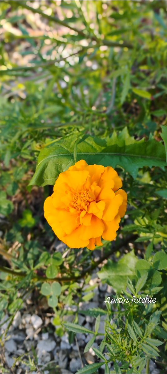 AustinRitc29171's tweet photo. #Tuesday #flower https://t.co/U5V1PgmB8C