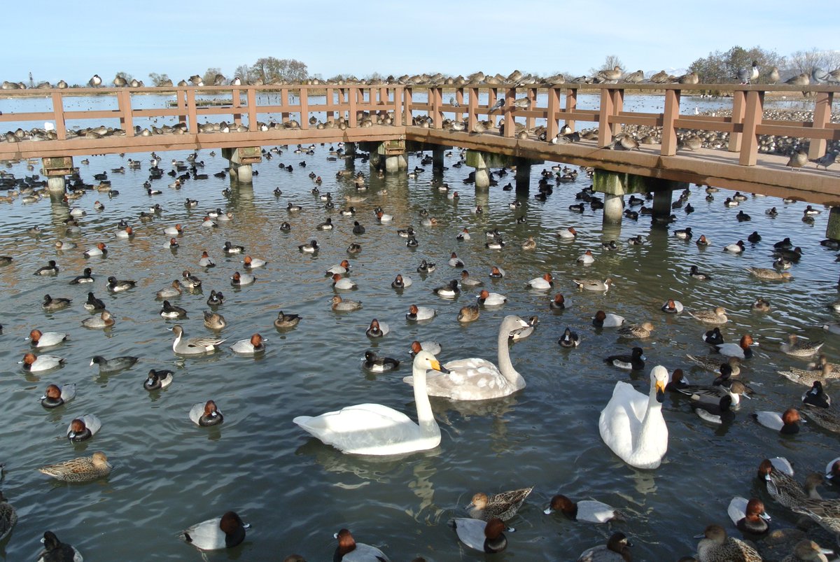 umasaniigata's tweet photo. 【瓢湖に白鳥が飛来🦢】

今年も瓢湖に白鳥がやってきました！

現在、約700羽もの白鳥が飛来しているとのこと✨
これから冬にかけて、飛来数はさらに増えていきます。

早朝に響く白鳥の鳴き声も、この時期ならではです😊

👉 https://t.co/JBONoBonD7

#新潟 #阿賀野市 https://t.co/vlRjR0OcR7