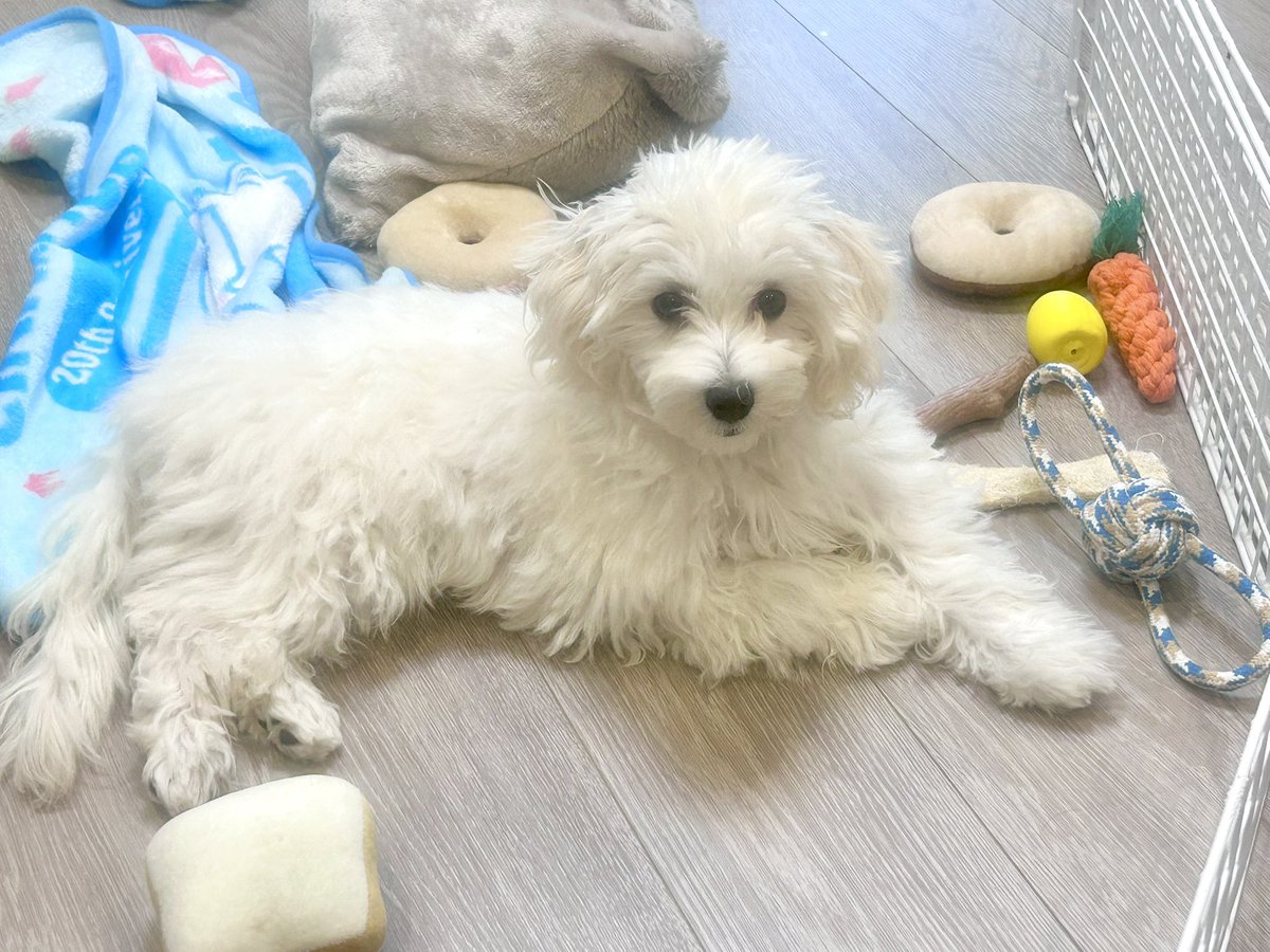 0pirune's tweet photo. おもちゃたくさん並べる犬 https://t.co/PYEOaNri8E