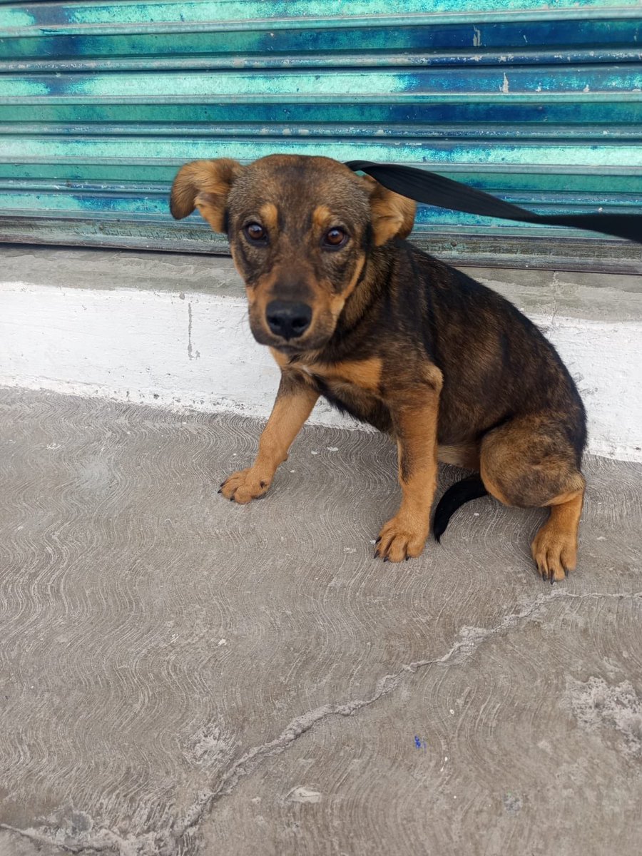 HELA_MORE's tweet photo. Hoy fuimos por los pequeños bebés pit bull y para trasladar una perrita que habíamos subido hace unos días, pero cuyo caso afortunadamente ya tomó otra persona.

En el camino nos encontramos con esta pequeña. 🥺

Es todavía una cachorrita y estaba siendo perseguida por otros perritos que intentaban montarla. No es culpa de ellos, simplemente estaban siguiendo su instinto, pero ella estaba siendo lastimada y corría peligro.

No pudimos hacer como si no la hubiéramos visto.

Decidimos traerla con nosotros y darle la oportunidad de estar segura, de crecer tranquila y, algún día, conocer lo que significa tener una familia.

Bienvenida, Tachita. 🩷
Ya eres parte de Hela More y vamos a hacer todo lo posible para que tu historia cambie para siempre. 🐾