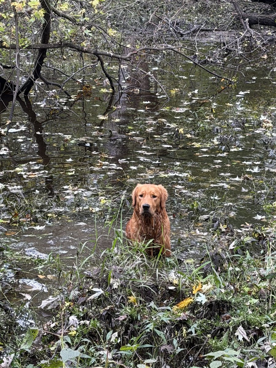kendrickcreated's tweet photo. Time in the woods with my best friend https://t.co/Yvhr3Sl5iN