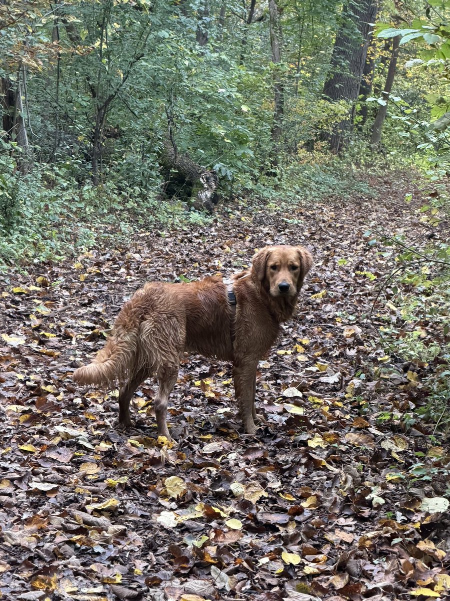 kendrickcreated's tweet photo. Time in the woods with my best friend https://t.co/Yvhr3Sl5iN