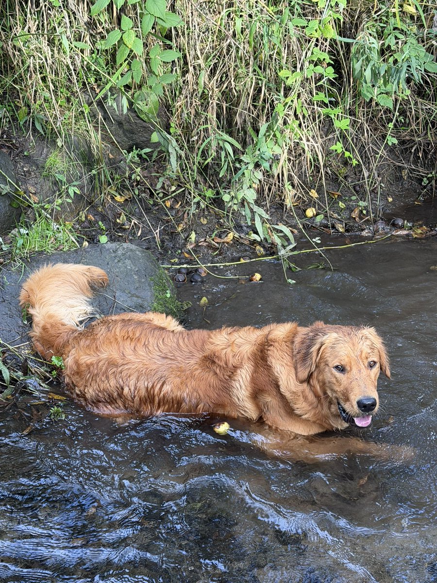kendrickcreated's tweet photo. Time in the woods with my best friend https://t.co/Yvhr3Sl5iN