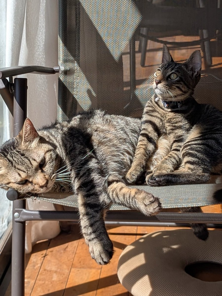 Ginsuke_aivo's tweet photo. 朝のまどろみ💕

#子猫のいる暮らし #保護猫 #NYANS https://t.co/Qyns76WTjg