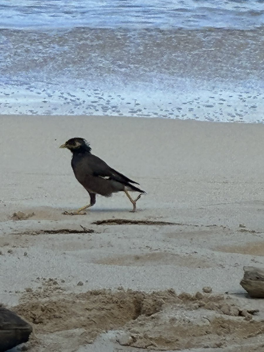Textkat's tweet photo. Lovely myna https://t.co/tlWZdqOpOD