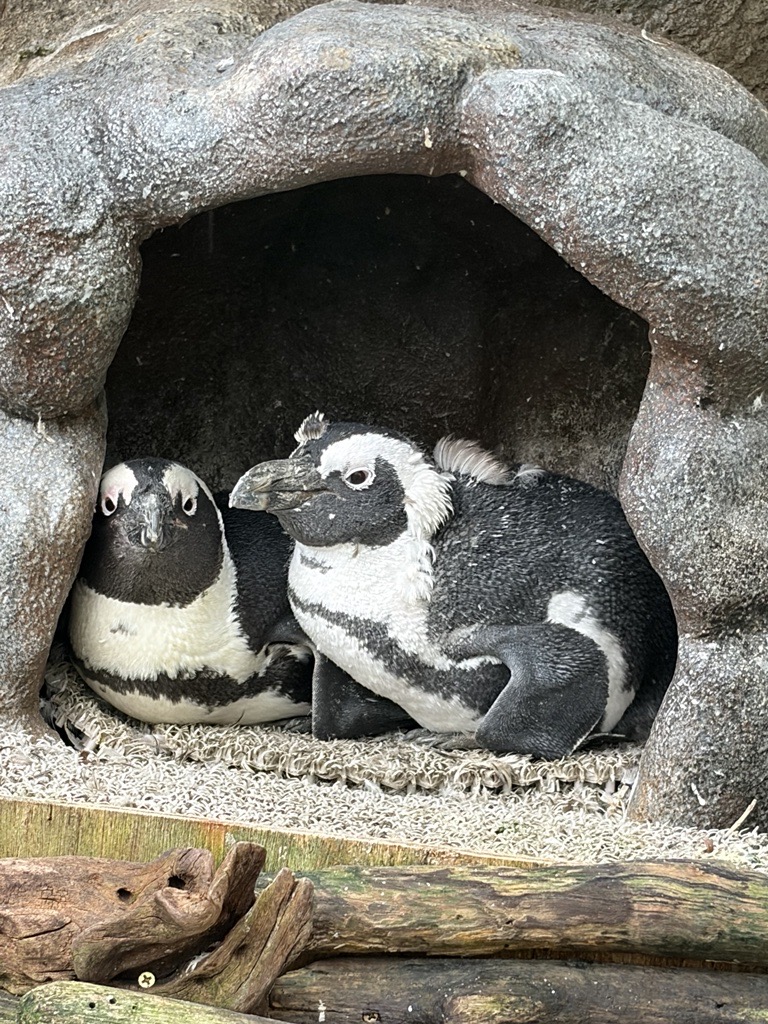 Sunshine_Aqua's tweet photo. 不思議な羽の残り方🐧
黒と白の羽の境目がよくわかります👀
#換羽中 https://t.co/roXGNg9cn9