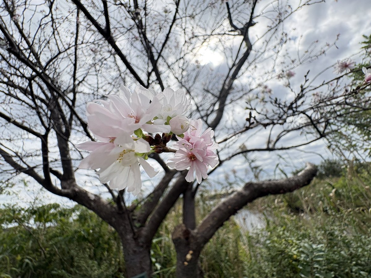 kougashi's tweet photo. 桜が咲いてる！ https://t.co/L5BDXGdWs9
