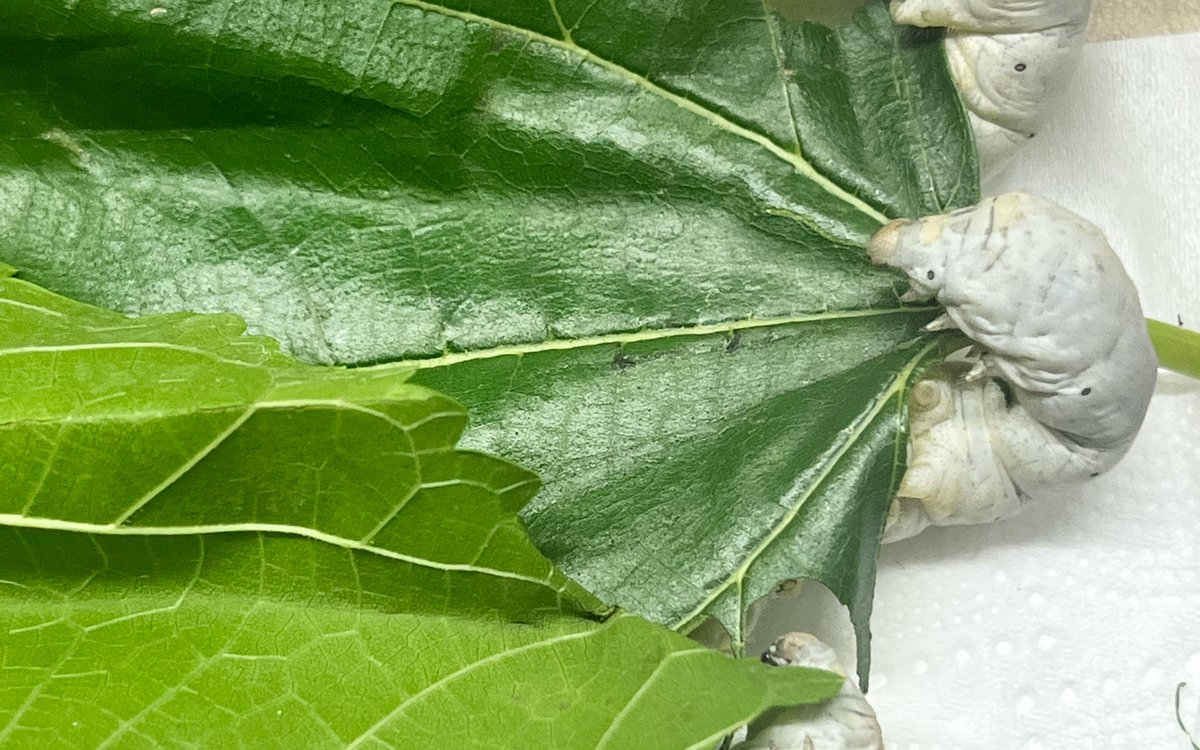 JordanWeavbitd's tweet photo. [Silkworms eat mulberry leaves to spin beautiful silk threads, a tiny marvel of nature!]， https://t.co/8ry9mZuW5Q