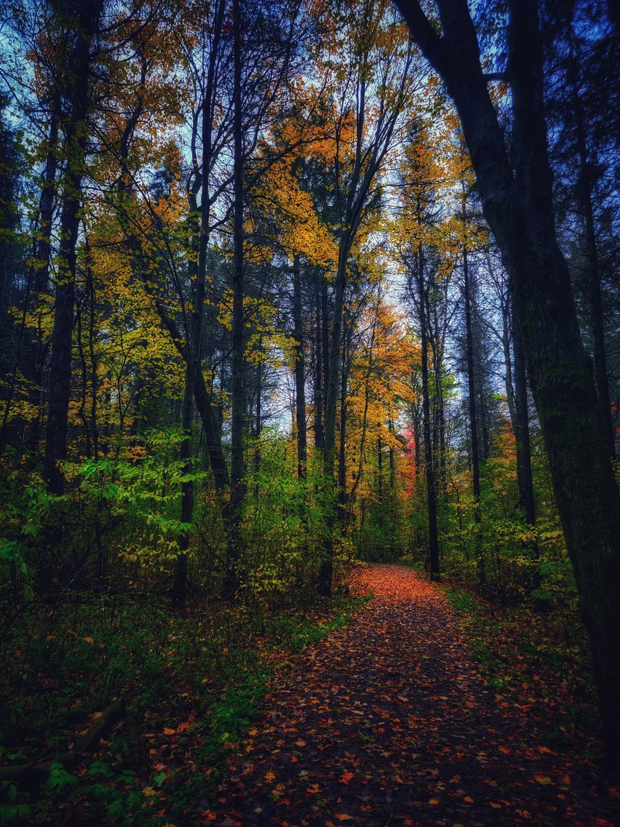 darrellnotdaryl's tweet photo. Forest magic https://t.co/8zMe0cDwAF