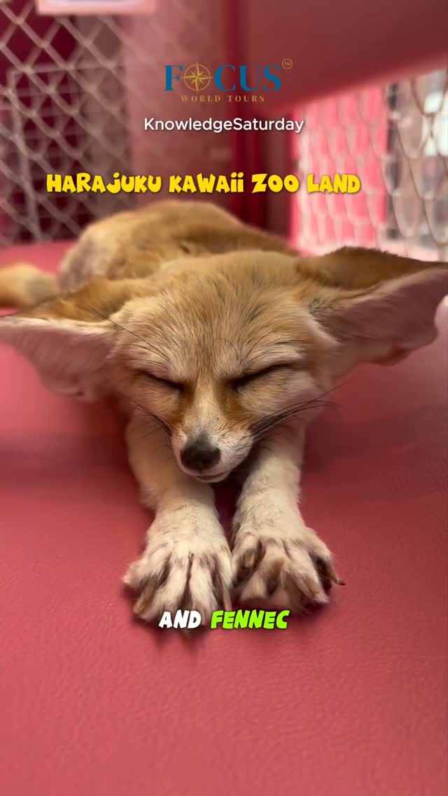 martinlioi1's tweet photo. Add these to your Japan itinerary immediately. From micro pigs and owls to Shiba Inu, capybaras, and fennec foxes, Japan’s animal cafés offer a one-of-a-kind experience. Which would you visit first? https://t.co/fm68D3bs0m