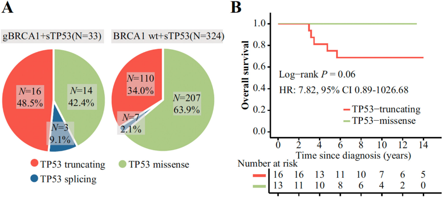 jcaopl's tweet photo. ✨#CancerScience 10/2026 ハイライト論文紹介✨

Genetic Evolution in BRCA1-Associated Breast Cancer Reveals Early Driver Mutations Shaping Tumor Features and Prognosis

Li Hu1, Zhongwu Li, Qiting Wan, Xingyu Liao, Yuntao Xie1 et al.

1: Familial & Hereditary Cancer Center, Key Laboratory of Carcinogenesis and Translational Research, Ministry of Education, Peking University Cancer Hospital & Institute, Beijing, P. R. China

乳がんは、細胞が異常な増殖や生存を可能にする遺伝子変化を獲得することで発症します。特に、BRCA1遺伝子に有害な生殖細胞系列変異を持つ人は若年で乳がんを発症するリスクが高く、その腫瘍は治療標的となる3つのマーカーを欠くトリプルネガティブ乳がん（TNBC）であることが多いとされています。しかし、BRCA1関連乳がんの発生初期にどのような遺伝子変化が生じ、それが腫瘍の性質にどのような影響を与えるのかは明らかになっていませんでした。
本研究では、生殖細胞系列のBRCA1病的変異を持つ57人の原発性乳がんを解析し、非浸潤がんから浸潤がんまでのさまざまな段階で遺伝子変化を調べました。その結果、正常細胞の異常増殖を抑えるTP53が最も早期に生じるドライバー遺伝子変化であり、約58％の腫瘍で発がんの開始に関与していることが判明しました。
TP53変異は全体の約70％に認められました。TP53が最初の主要な変化となった腫瘍では約88％がTNBCであり、正常なBRCA1アレルの喪失やゲノム不安定性も高頻度にみられました。さらに、BRCA1関連腫瘍ではTP53の短縮型変異が多く、HRDスコアの低下、EMT経路の活性化、予後不良傾向と関連していました。
これらの知見は、腫瘍発生初期の遺伝子変化がBRCA1関連乳がんの性質や進展を決定する重要な要因であることを示しています。

論文
https://t.co/tzZNLVBfTg

In this issue
https://t.co/lXg3VUlSGj

#BRCA1 #breast_cancer #tumor_evolution #遺伝性乳がん #トリプルネガティブ乳がん #腫瘍進化
#日本癌学会 #JCA #がん研究

@PKU1898
