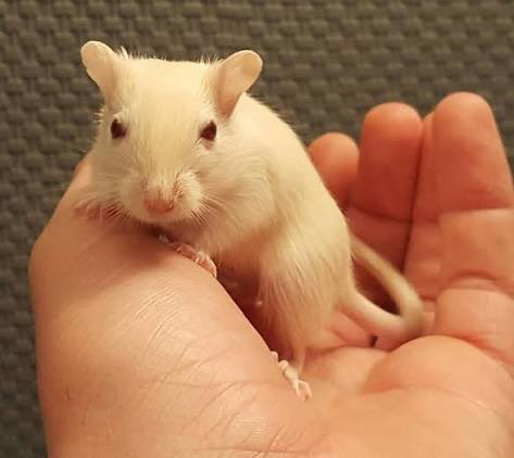 sweetcarolinatv's tweet photo. Richard Gere is concerned about migrants. Hah!  What about migrant Muslim gerbils?  Is he concerned for them too? https://t.co/fgL8RQ5t8H