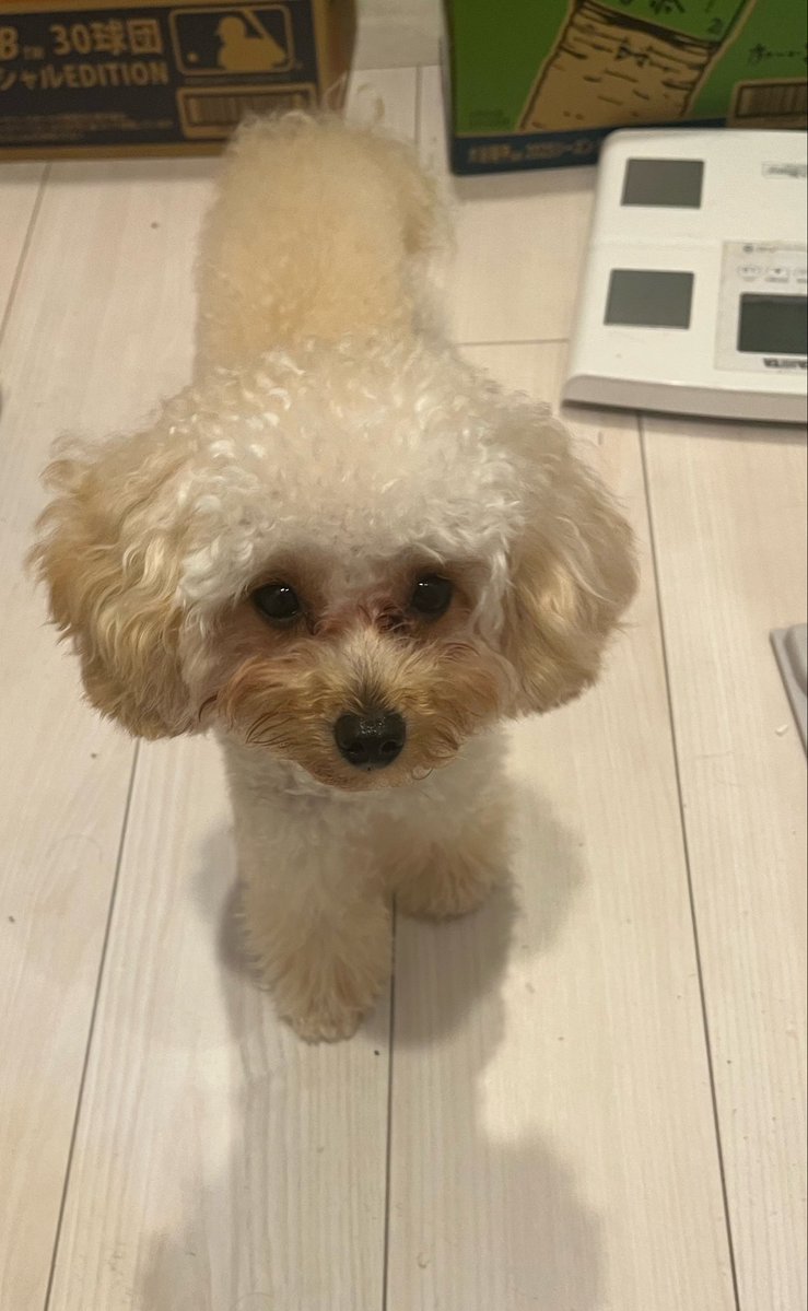 toikumapuu's tweet photo. ラテの必死な抵抗、、通せんぼ🐻‍❄️🛣️

飼い主が外出するの察して尻尾も下がってます https://t.co/F2wSyaEv1p