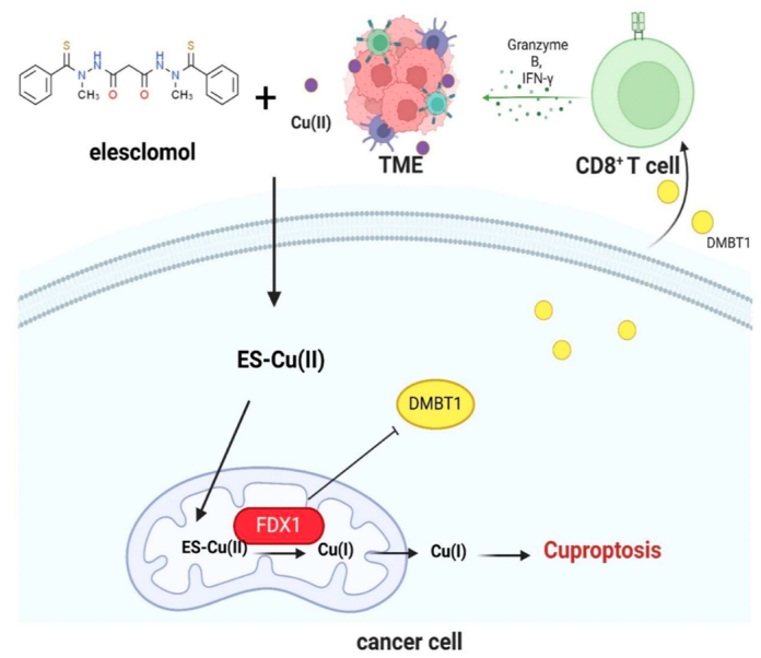 jcaopl's tweet photo. ✨#CancerScience 10/2026 ハイライト論文紹介✨

FDX1 Depletion Activates CD8+ T Cell Antitumor Immunity by Promoting DMBT1 Secretion in Cuproptosis of Colorectal Cancer

Jieqiong Wu, Zaixi Lian, Mingzhou Li, Li Liang, Honli Jiao, Shuyang et al.

1: Department of Pathology, Nanfang Hospital, Southern Medical University, Guangzhou, Guangdong, China
2: Department of Pathology, School of Basic Medical Sciences, Southern Medical University, Guangzhou, Guangdong, China
3: Guangdong Province Key Laboratory of Molecular Tumor Pathology, Guangzhou, Guangdong, China

大腸がん（CRC）は世界で最も多いがんの一つであり、がんによる死亡にも大きく関与しています。免疫系はがん細胞を認識して攻撃しますが、腫瘍内では免疫反応が抑制されることがあります。特に、がん細胞を直接攻撃できるCD8陽性T細胞は、腫瘍微小環境の中で機能が低下し、「疲弊」状態になることがあります。
本研究では、銅依存性の制御された細胞死である「キュプロトーシス」に注目し、その重要な因子であるFDX1の機能を解析しました。その結果、CRC細胞でFDX1を抑制すると、がん細胞の増殖が抑えられるだけでなく、CD8陽性T細胞の抗腫瘍活性も高まることが明らかになりました。FDX1の抑制によりがん細胞からのDMBT1の産生・分泌が増加し、CD8陽性T細胞ではグランザイムBやパーフォリンなどの細胞傷害分子の産生が増加するとともに、T細胞疲弊の指標が低下しました。
さらに、遺伝子発現を調節するDICER1がFDX1によるDMBT1制御に関与することも示され、FDX1-DICER1-DMBT1経路が明らかになりました。細胞、マウスモデル、ヒトCRC検体の解析でもこれらの結果が確認され、FDX1の高発現は予後不良やCD8陽性T細胞活性の低下と、DMBT1の増加はより強い抗腫瘍免疫と関連していました。
これらの知見は、この経路を標的とすることで、CD8陽性T細胞を介した抗腫瘍免疫を高められる可能性を示しています。

論文
https://t.co/OEWBqv97ii

In this issue
https://t.co/lXg3VUlSGj

#CD8_T_cell #colorectal_cancer #cuproptosis #DMBT1 #FDX1 #CD8陽性T細胞 #大腸がん #キュプロトーシス
#日本癌学会 #JCA #がん研究

@smu_medical