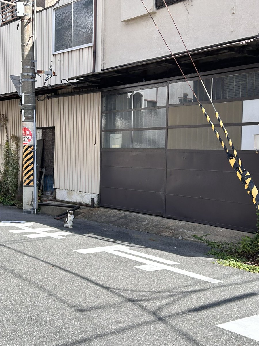 nilmoonie's tweet photo. やんのか見に行こうと思ったら、おる！
今日はこちらに？の のかちゃん https://t.co/8DjXB4o6Vv