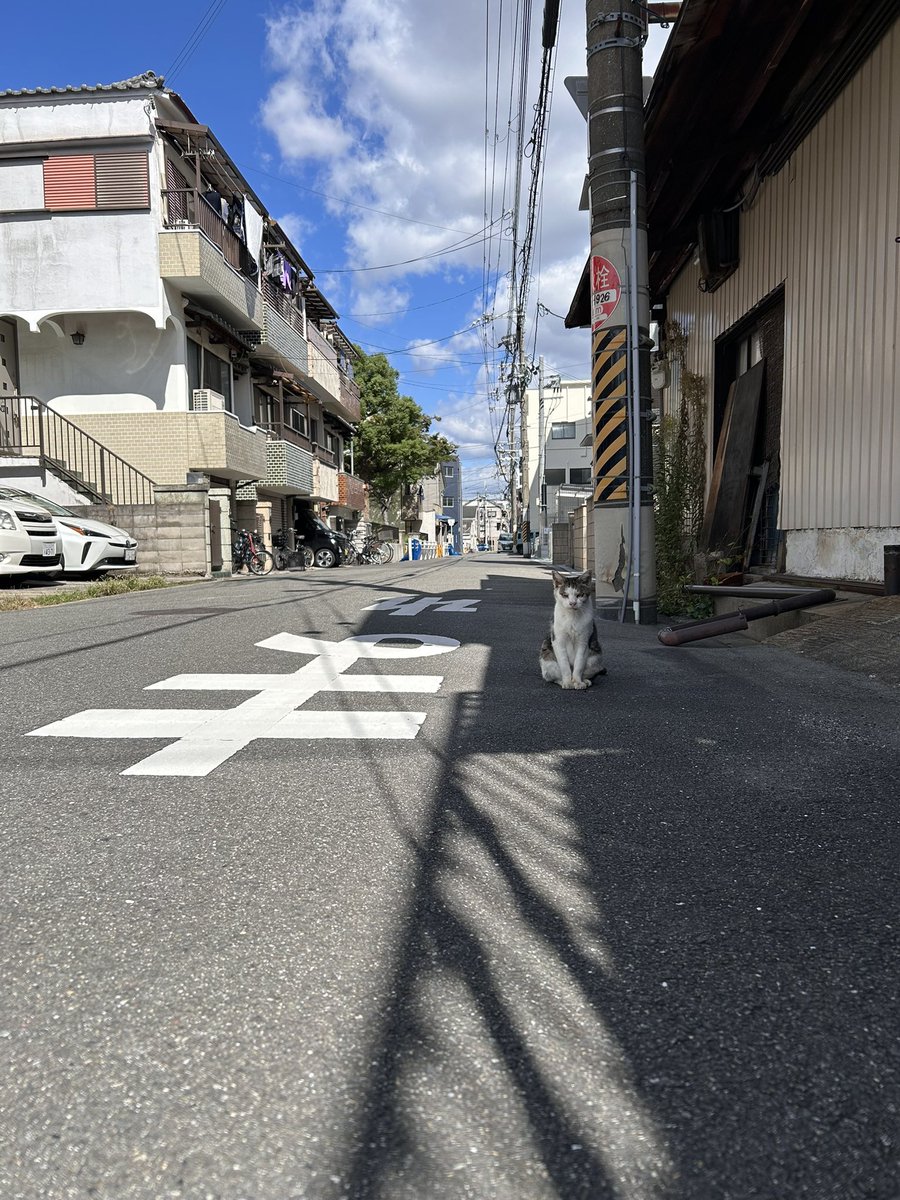 nilmoonie's tweet photo. まだ忘れてるかもしれないからだるまさんが転んだ並にジリジリゆっくり近づいたよ… https://t.co/gi8aRY6XxD