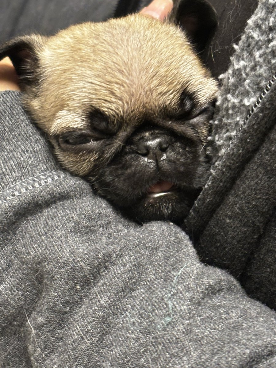 actualarishok's tweet photo. yeah so he’s adorable and here’s a pic of him passed out in his vet nurse’s arms after being weighed at a whopping 1.18lbs. :3c 

When I brought him in with his meticulous documentation and photos of his parents and litter my vet couldn’t stop gushing about how perfect he is. https://t.co/PAPxRn2KRJ