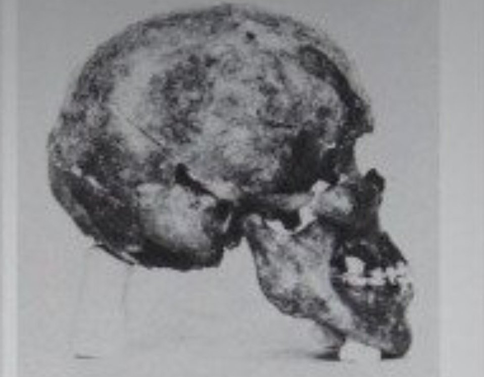 khaliddergrobe's tweet photo. @SprayOnCopper @Zeke_Darwin @ChrisStringer65 Can you create a 3D reconstruction of that Hassi-el-Abiod skull from the Green Sahara? I haven't been able to find a sharper side-view image of it. https://t.co/zIfcP6pHyX
