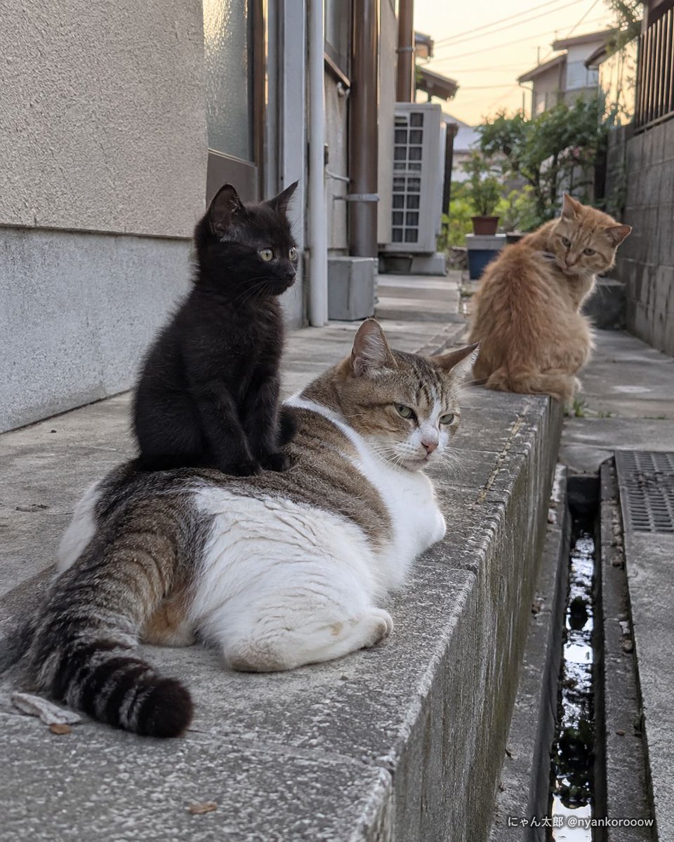 nyankorooow's tweet photo. 子猫『ちょうどいい高さ。』
下の猫「そういう問題じゃない。」 https://t.co/d6vS8x7SD5