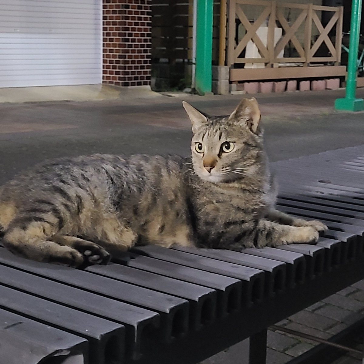 arcturus_k's tweet photo. よく帰り道で待ってくれていたノラ猫ちゃん、いつも足元にスリスリ！

１枚撮影しよう～✨と携帯だしたら、偶然か？椅子にのって構えてくれました😁可愛い❤

今は近くの習い事教室の方が可愛がって飼ってくださってるようです💕🏠が見つかって良かったね‼️

#猫 https://t.co/AiQeckrdgV