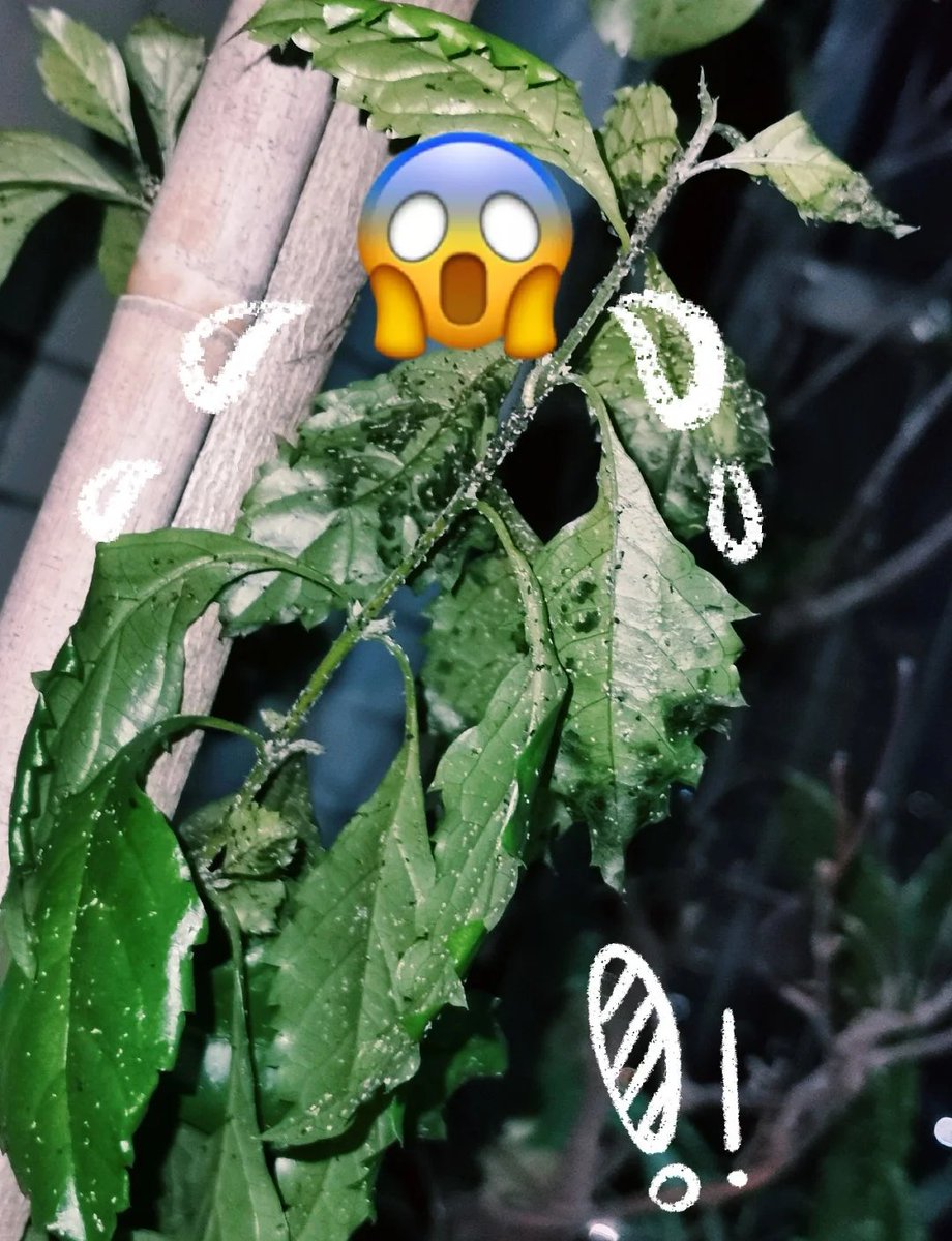 irbana1's tweet photo. Even a tough [悍] guy will be stung by a tiny aphid, and the embedded [嵌] bug’s bite is really annoying! https://t.co/Bwq77vbqPz
