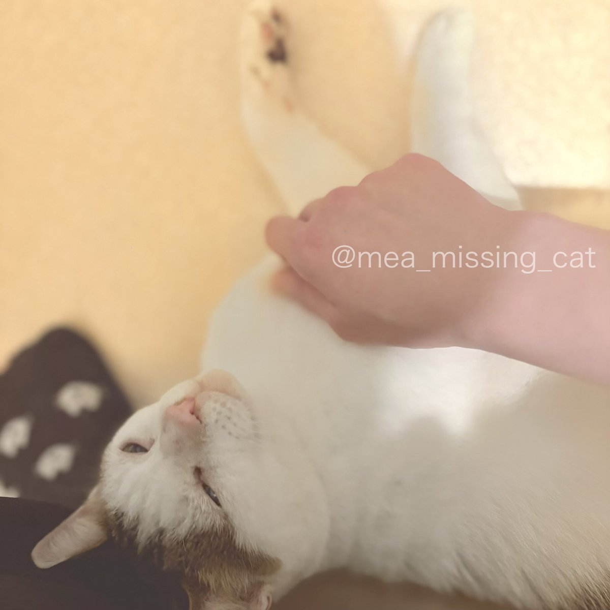 mea_missing_cat's tweet photo. 【拡散希望・お願い】
写真の猫を探しています。
どんな些細な情報でも構いませんので、ご一報いただけると助かります。
どうぞよろしくお願いします。
#迷い猫 #迷子猫 #保護猫
#探しています #迷子ペット
#猫好きさんと繋がりたい𓏲𓎨 
#静岡県浜松市 https://t.co/J40BWPiJyw