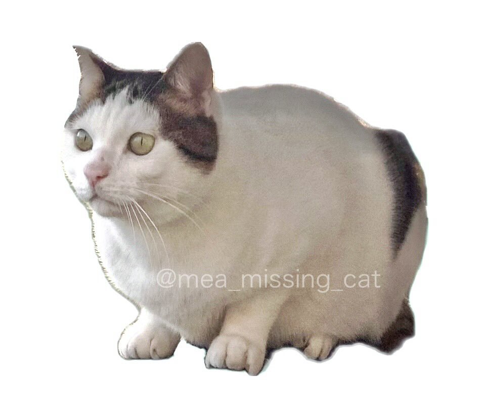 mea_missing_cat's tweet photo. 【拡散希望・お願い】
写真の猫を探しています。
どんな些細な情報でも構いませんので、ご一報いただけると助かります。
どうぞよろしくお願いします。
#迷い猫 #迷子猫 #保護猫
#探しています #迷子ペット
#猫好きさんと繋がりたい𓏲𓎨 
#静岡県浜松市 https://t.co/J40BWPiJyw
