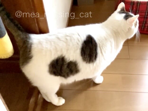 mea_missing_cat's tweet photo. 【拡散希望・お願い】
写真の猫を探しています。
どんな些細な情報でも構いませんので、ご一報いただけると助かります。
どうぞよろしくお願いします。
#迷い猫 #迷子猫 #保護猫
#探しています #迷子ペット
#猫好きさんと繋がりたい𓏲𓎨 
#静岡県浜松市 https://t.co/J40BWPiJyw