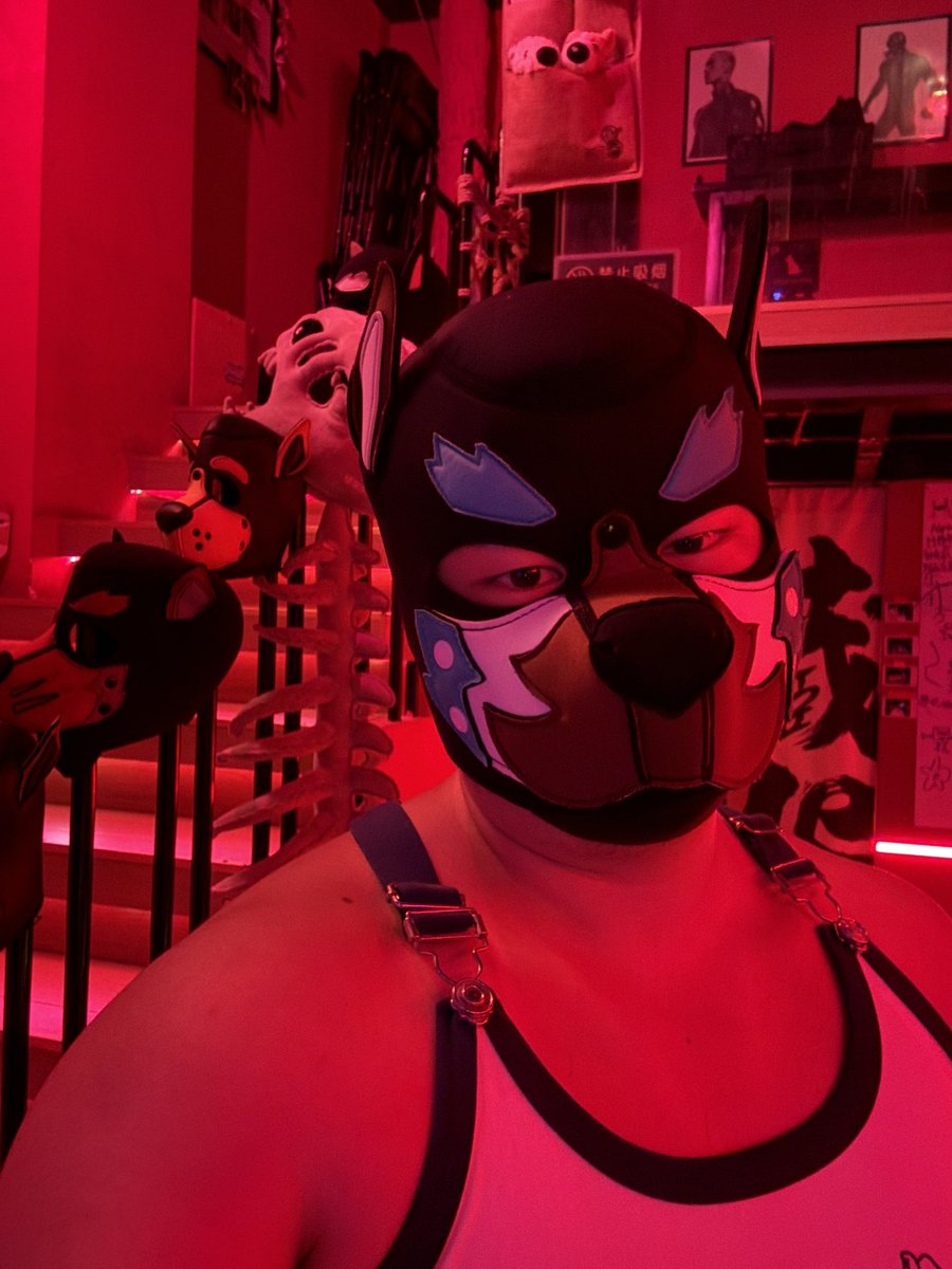 alpacan_pup's tweet photo. woof～ https://t.co/PqR9gR8Shh