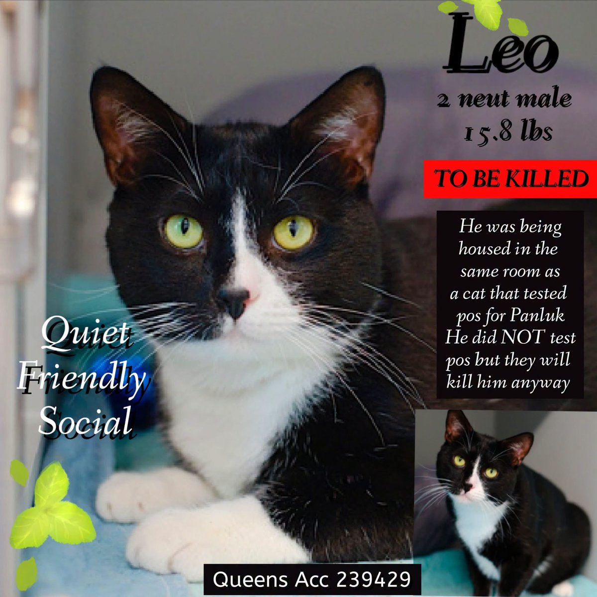 ngremmy's tweet photo. 🆘Please REPOST-adopt-foster🆘

LEO is on the “emergency placement” list at NYC AC&amp;C and needs out of the shelter by 12 NOON 10/8!

#TeamKittySOS https://t.co/xnnPTGUniP https://t.co/PqkGZ36k4J