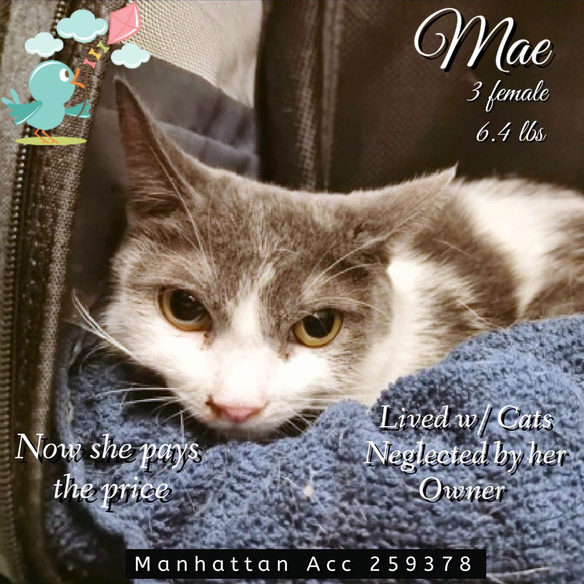 ngremmy's tweet photo. 🆘Please REPOST-adopt-foster🆘

MAE is on the “emergency placement” list at NYC AC&amp;C and needs out of the shelter by 12 NOON 10/8!

#TeamKittySOS https://t.co/RivNt1qICv https://t.co/EFPhe1nip9