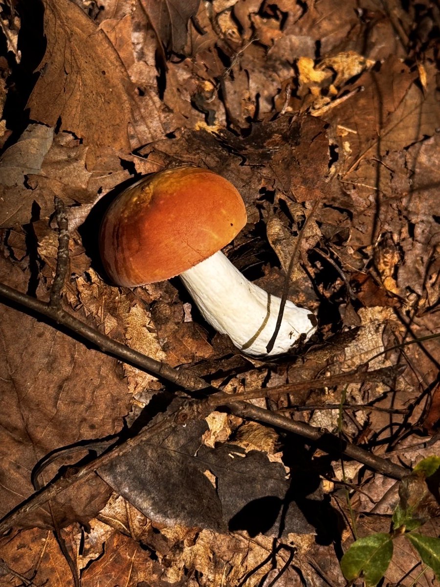 7satocamp's tweet photo. 秋ですね🍂🍄
場内では、様々なきのこが顔を出しています！
色も形もいろいろ。秋ならではの森をお楽しみください🌲

⚠️毒きのこの可能性もあるため、採取・飲食はせず観察だけでお楽しみください。

#フォレストピア七里の森 #秋キャンプ #きのこ #城里町 https://t.co/ex6gy8zcgP