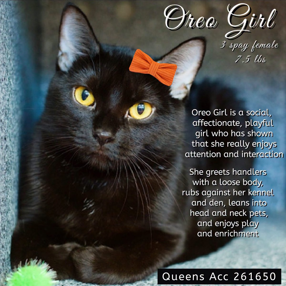 ngremmy's tweet photo. 🆘Please REPOST-adopt-foster🆘

OREO GIRL is on the “emergency placement” list at NYC AC&amp;C and needs out of the shelter by 12 NOON 10/8!

#TeamKittySOS https://t.co/gtIhwYOZZl https://t.co/sl6II3gbo5