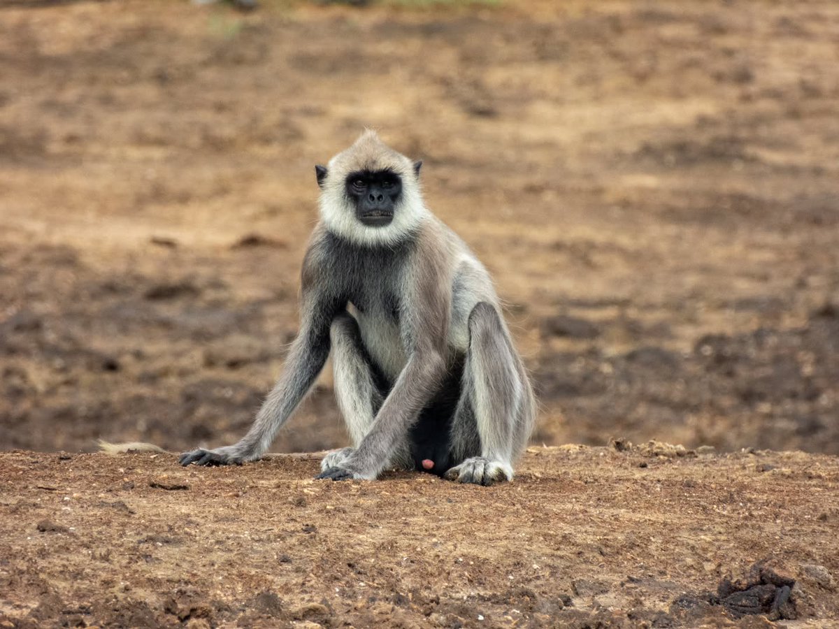 Gemari08's tweet photo. I love monkeys. Here are some close-ups of Tufted Grey Langurs I encountered after taking a trail off the main road. https://t.co/yFEj412Lgd