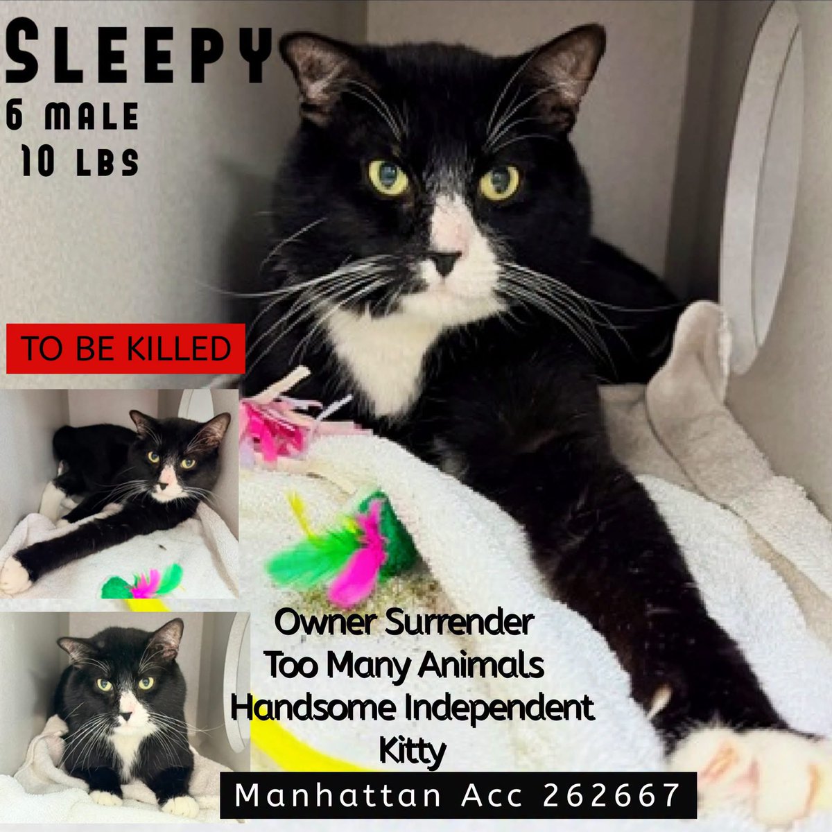 ngremmy's tweet photo. 🆘Please REPOST-adopt-foster🆘

SLEEPY is on the “emergency placement” list at NYC AC&amp;C and needs out of the shelter by 12 NOON 10/8!

#TeamKittySOS https://t.co/ACRuylZhiv https://t.co/iuJ2ApTdNw