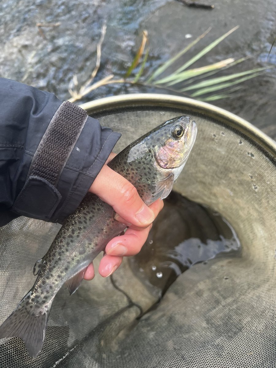 obaryutaro3's tweet photo. 毎日釣行189日目

中1日で県南のニジマス釣り。

10月に釣りができる貴重な釣り場だけに、釣り人は多。

ボウズの人多数。

今日は5匹。

わずかなチャンスをモノにできる動体視力、集中力が必要です。

釣れたのがキセキのようにさえ思えます。

#渓流釣り #釣り #釣果 #山形県 #ニジマス https://t.co/BJF3GaYxvQ