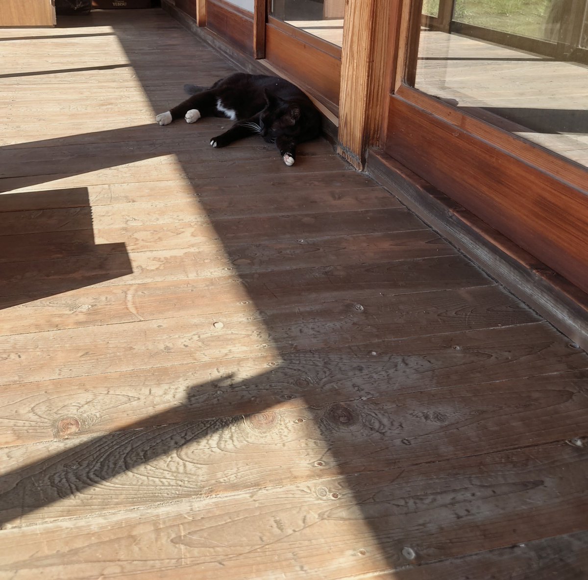 KomeNegiSatoimo's tweet photo. くろねこは暑がり。日向は暑いから日陰で寝てる https://t.co/TmkhMli0pf