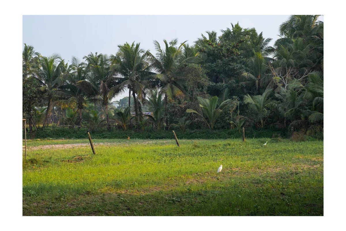 fatimaperezmart's tweet photo. Goa, India’s village life is pure beauty. https://t.co/40twjL3zjs