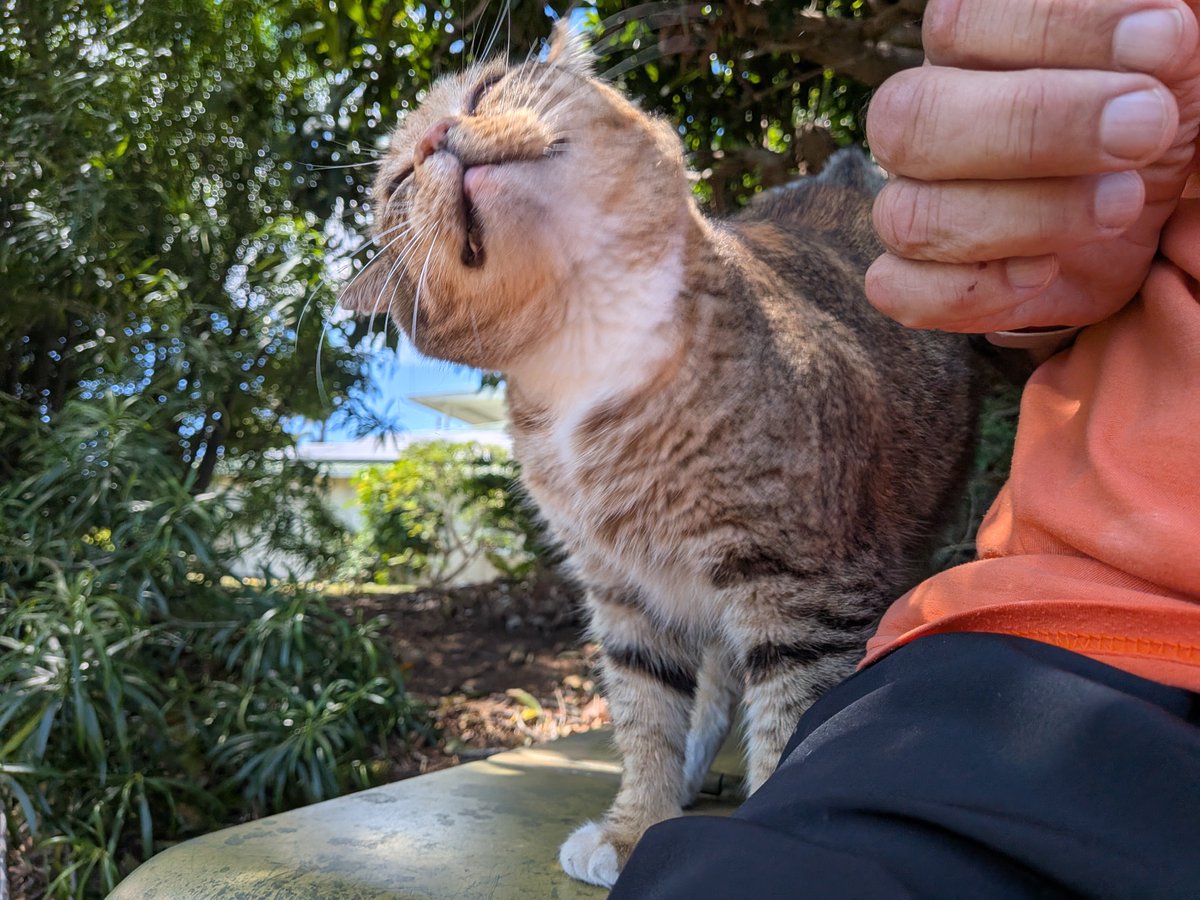 joe_ironman's tweet photo. Scruffy says I smell like cinnamon after another Fireball World Championship Mile...in honor of Mikey Rouse's B-Day!
#hawaii #bigisland
#xoskinusa
#hawaiiultra #teamfireball
Noxgear lighted vests for you and your pets! https://t.co/gMUYlIrtug https://t.co/AkwrLndATr