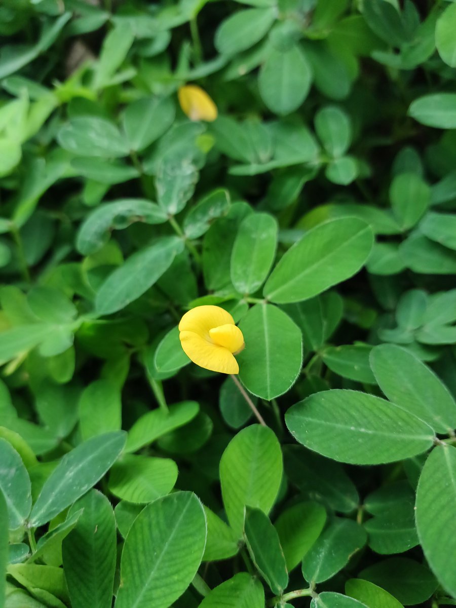 letkinella's tweet photo. Mais plantinhas da cidade 🌼 https://t.co/swER1gZdJ5