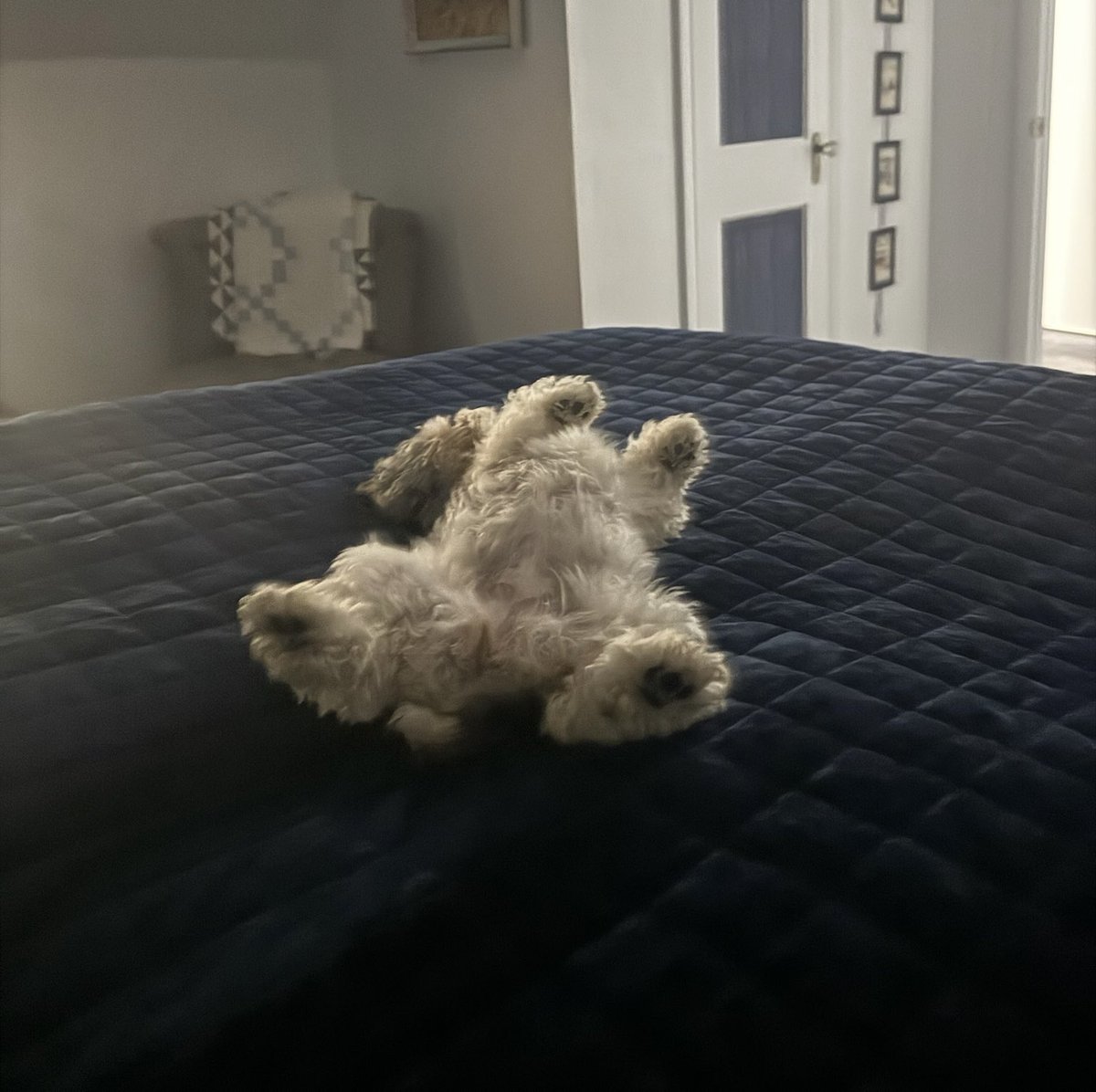 TractorNinja's tweet photo. My parents 6 lb yorkie all settled in for the evening in her king size bed #rufflife https://t.co/YeWy7P5Jvl